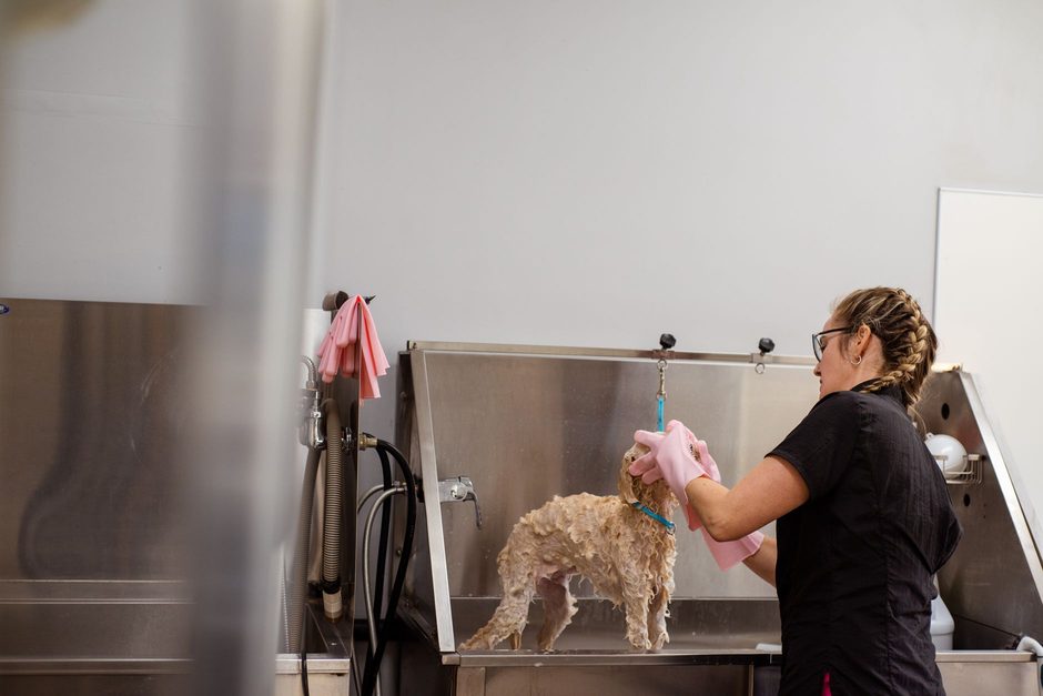 Groomer drying a dog after a bath